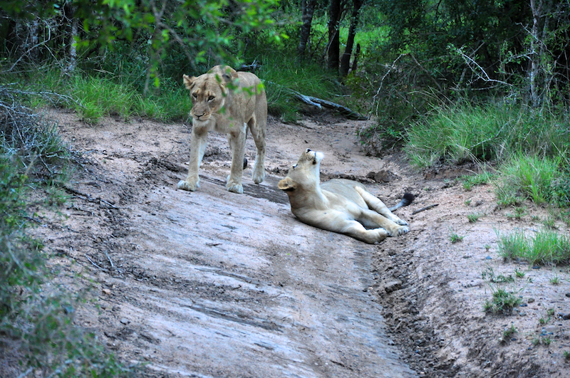 Melanie Heinrich - travel images - Lion Sands Private game reserver Hazyview